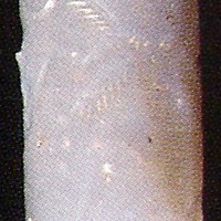 Winged hero grasping human-headed winged lion (lamassu, sphinx) on either side